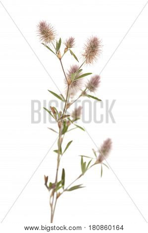 Flora Of Gran Canaria - Trifolium Arvense