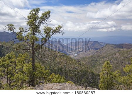 Central Gran Canaria protected area of Integral Nature Reserve Inagua pine forest view down valley of Mogan
