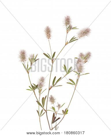 Flora Of Gra Canaria - Trifolium Arvense