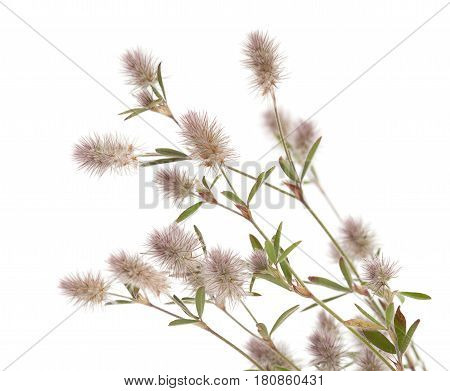 Flora Of Gran Canaria - Trifolium Arvense