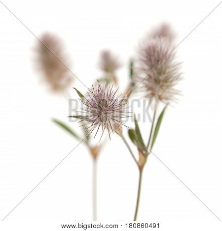 Flora Of Gra Canaria - Trifolium Arvense