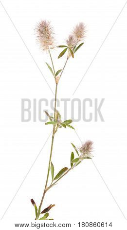 Flora Of Gran Canaria - Trifolium Arvense