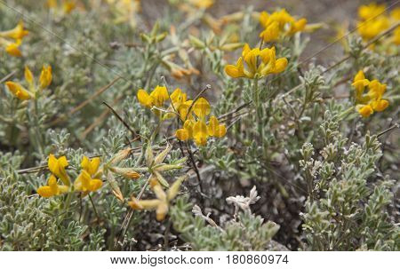 Flora Of Gran Canaria -  Lotus Holosericeus