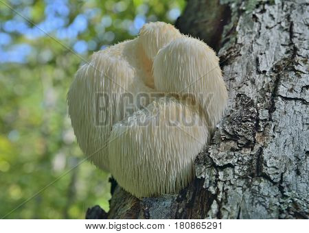 A close up of the edible mushroom (Hericum erinaceum) on tree.