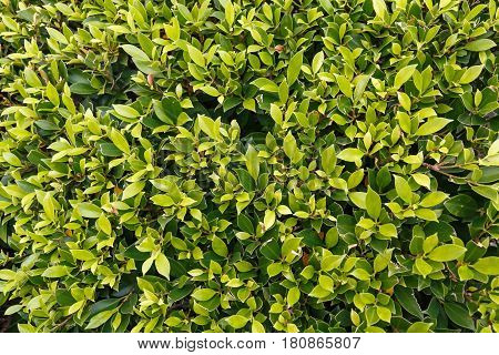 close up green leaf pattern for nature bavkground