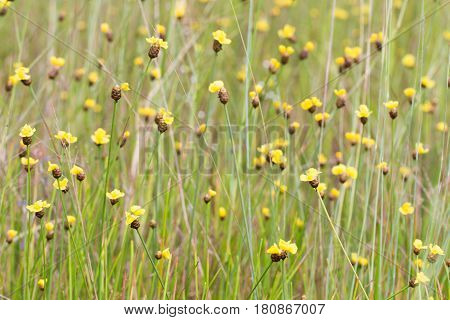 Xyris Indica Yellow Flowers In Paddy Field On Bright Day