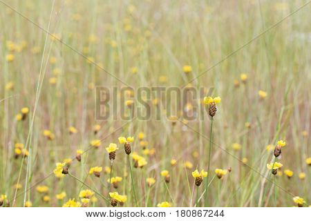 Xyris Indica Yellow Flowers In Paddy Field On Bright Day