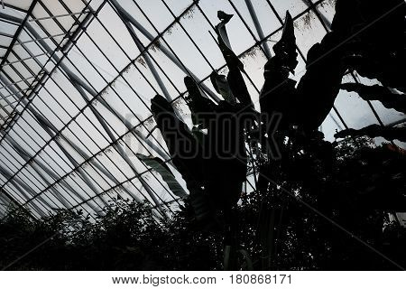 Silhouette of Tropical Plants in a Glasshouse