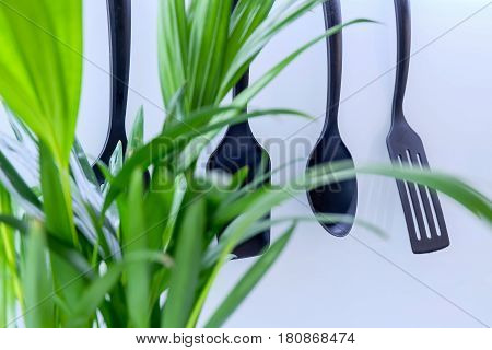 Palm Plant in front of kitchen utensils with shallow depth of field
