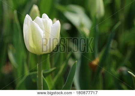 tulip flower and green leaves, beautiful tulips