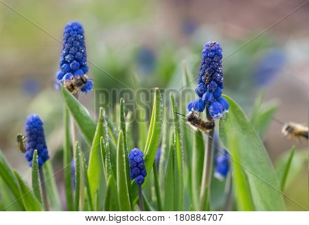 closeup ants and bees on first purple spring flowers Muscari (grape hyacinth Muscari neglectum) with raindrops. small DOF focus