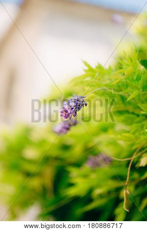 Flowering tree wisteria in Montenegro, the Adriatic and the Balkans.