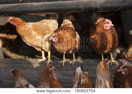 free roaming brown chicken on organic farm in poultry barn in sunshine