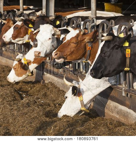 row of feeding cows in open barn on dutch organic farm in the netherlands
