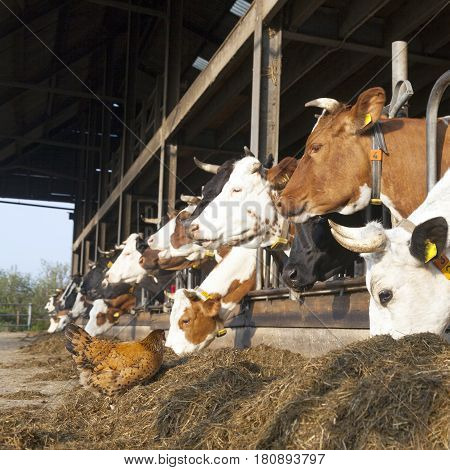 chicken stands outside barn full of feeding cows at organic dutch farm in the netherlands