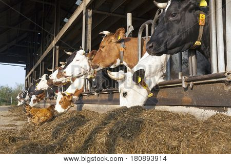 chicken stands outside barn full of feeding cows at organic dutch farm in the netherlands