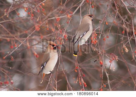 Two cedar waxwings eating an crab apples. Beautiful winter forest.