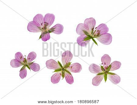 Pressed and dried flower siberian geranium (geranium sibiricum) isolated on white background. For use in scrapbooking floristry (oshibana) or herbarium.