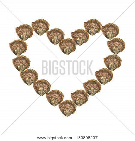 Heart with watercolor oysters on white background