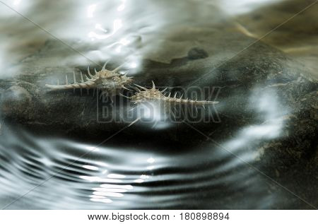 Idyllic summer vacation and love. Beautiful marine shells or seashells spiral conchs underwater on rocky seashore in transparent sea ocean rings in water on sunny on natural grey stone background