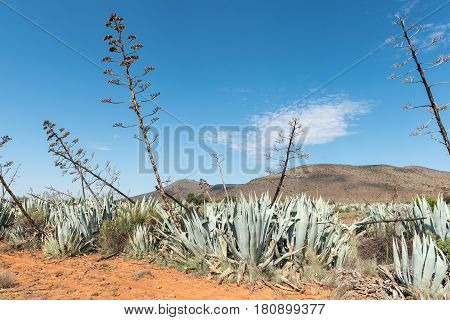 A plantation of Sisal plants (Agave sisalana) near Nieu-Betesda an historic village in the Eastern Cape Province