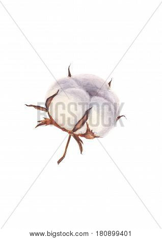 Watercolor hand painted cotton ball isolated on white background