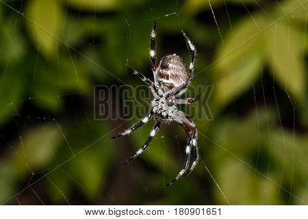 Eriophora biapicata  Garden orb-weaving spider belonging to the Araneidae Family. City Beach WA. Sets wheel - like web at night and dismantles it at dawn.