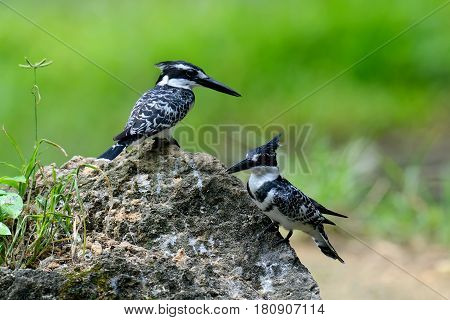 Pied Kingfisher On Stone
