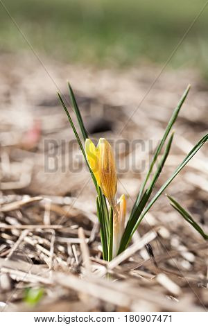 Crocus Chrysanthus Var. Fuscotinctus