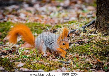 Red Squirrel In The Forest Eating Nuts And Acorns
