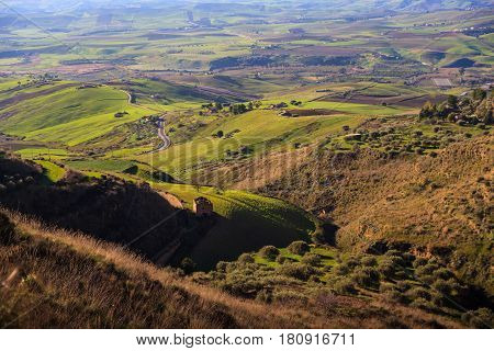 View of olive grove in the sicilian countryside