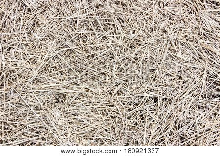 Straw texture. Background of the haystack. Close-up view.