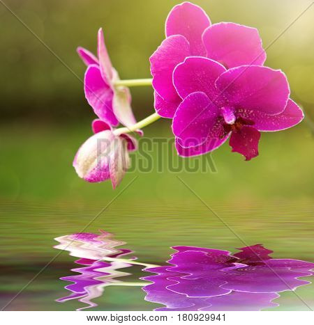 Beautiful pink orchid flower background reflected in water
