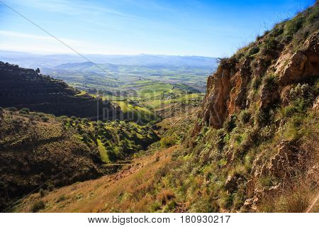 View of olive grove in the sicilian countryside