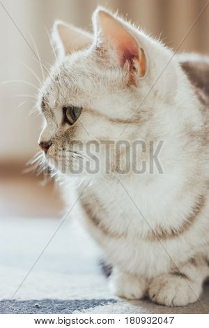 Close-up View Of The Beautiful Scottish Cat. Scottish Straigth Breed - Cat Colored With The Silver M