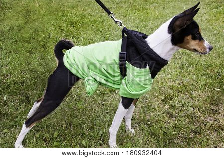 A black/white/brown dog, called a Basenji, looks intently to the right. Grass background, in Laval, Quebec on a bright day in June.