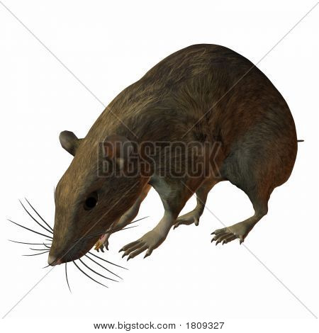 Goût de rat