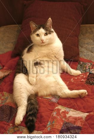 Male Lazy Cat Lay On Bed Relax Stomach Up