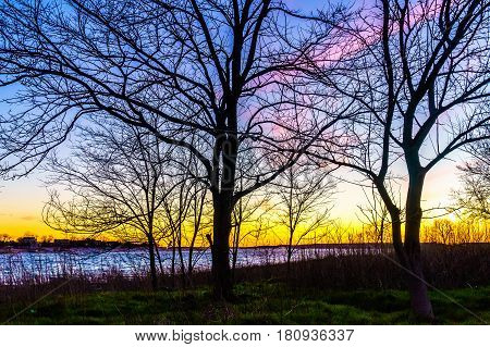 Sunset through a tree in Calvert Vaux Park Brooklyn NY