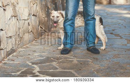 Curious funny puppy black and white half-blood dog with her tongue out standing behind the man's legs at the footpath near the wall at sunny day