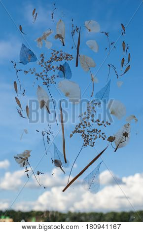 The creative use of dried plants. Herbarium Dried flowers Sky