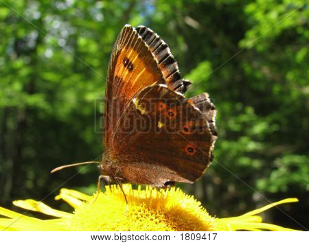 Butterfly detail