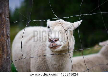 smiley sheep face in nature, finland, closeup