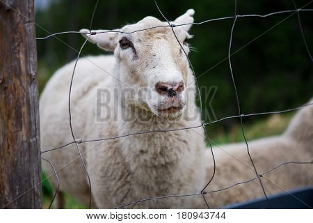 smiley sheep face in nature, finland, closeup
