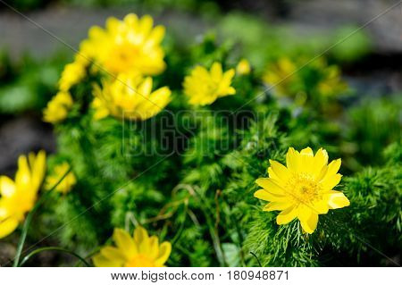Photo Of Beautiful Yellow Blooming Adonis Vernalis Flowers With Wonderful Petals