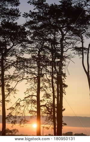 a beautiful sun rising behind the pines.
