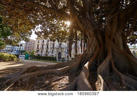 Valencia La Glorieta park big ficus tree in Spain