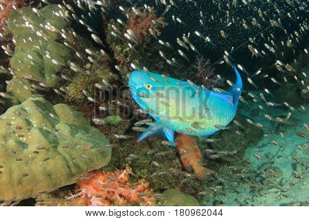 Steephead Parrotfish reef fish