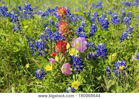 Blue Bonnet is at full bloom in Brenham, TX