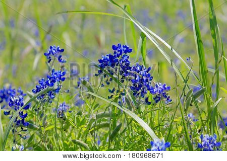 Blue Bonnet is at full bloom in Brenham, TX